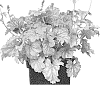Heuchera%20hybrida%20%27IFHESBS%27