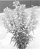 Penstemon%20barbatus%20%27Dopensprislip%27