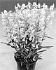 Penstemon%20barbatus%20%27DOPENSPRISPRIM%27