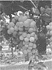 Vitis%20L.%20hybrid%20%27Indulgence%27