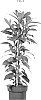 Ficus%20cyathistipula%20Warb.%20%27ESPE2007%27