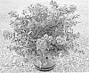 Lagerstroemia%20indica%20%27JBG%2019013%27