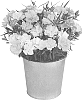 Dianthus%20caryophyllus%20L.%20%27KLEDG20339%27