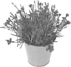Dianthus%20gratianopolitanus%20Vill.%20%27KLEDG21338%27