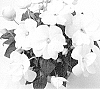 Impatiens%20hawkeri%20%27KLENI21180%27