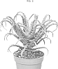 Aloe%20humilis%20%27MOBAL%2033%27