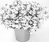 Lobelia%20erinus%20%27KLELE21019%27