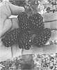 Rubus%20subgenus%20Rubus%20Watson%20%27APF-268%27
