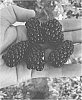 Rubus%20subgenus%20Rubus%20Watson%20%27APF-268%27