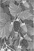 Rubus%20subg.%20Rubus%20Watson%20%27Zodiac%27