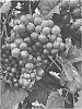 Vitis%20L.%20hybrid%20%27Dazzle%27