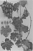 Vitis%20vinifera%20%27Sugra61%27