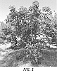 Ficus%20carica%20%27S-54%27