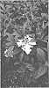 Hydrangea%20macrophylla%20x%20angustipetala%20%27TMHY18-1%27