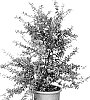 Pyracantha%20coccinea%20%27Orange%20Star%27