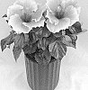 Hibiscus%20rosa-sinensis%20%27HQ297%27
