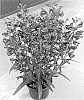Penstemon%20barbatus%20%27Dopensprinig%27