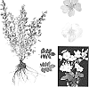 Rosa%20hybrida%20%27ESM%20P023%27