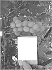 Vitis%20vinifera%20L.%20%27SV35-182-213%27