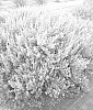 Leucophyllum%20frutescens%20X%20Leucophyllum%20pringlei%20%27MSWNHelei%27