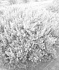 Leucophyllum%20frutescens%20X%20Leucophyllum%20pringlei%20%27MSWNHelei%27
