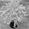 Abelia%20grandiflora%20nana.%20%27Rhabpe22%27