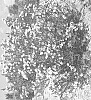 Chamelaucium%20uncinatum%20%27GIL%27