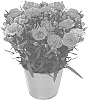 Dianthus%20caryophyllus%20L.%20%27KLEDP21367%27