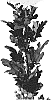 Chrysanthemum%20X%20morifolium%20%27DLFESKO2%27