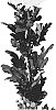 Chrysanthemum%20X%20morifolium%20%27DLFESKO2%27
