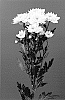 Chrysanthemum%20X%20morifolium%20%27DLFDORO3%27
