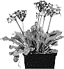 Primula%20vulgaris%20%27IFPROB%27