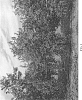 Olea%20europaea%20L.%20%27I-31%27