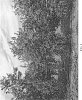 Olea%20europaea%20L.%20%27I-31%27