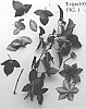Clematis%20viticella%20%27Evipo105%27