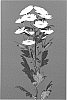 Chrysanthemum%20X%20morifolium%20%27DLFGUAM10%27