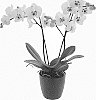 Phalaenopsis%20hybrida%20%27Diamond%20Sky%27