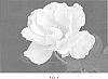 Rosa%20hybrida%20%27VLR003%27
