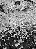 Pyrus%20x%20michauxii%20%27ViruTherm-1%27