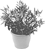 Hebe%20hybrid%20%27HL1805002%27