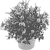 Hebe%20hybrid%20%27HM150203%27