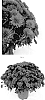 Chrysanthemum%20x%20morifolium%20%27CIFZ0097%27