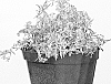 Phlox%20divaricata%20%27Blue%20Ribbons%27