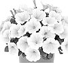 Petunia%20X%20hybrida%20%27Dopetduraye%27