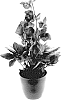 Helleborus%20x%20lemperii%20%28Helleborus%20niger%20X%20Helleborus%20x%20hybridus%29%20%27HL%201010%27