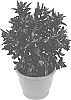 Hebe%20hybrid%20%27HL1802019%27