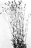 Sanguisorba%20officinalis%20%27Fall%20Dream%27