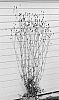 Sanguisorba%20officinalis%20%27Tough%20Dream%27