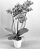 Phalaenopsis%20hybrid%20%27PHA441188%27