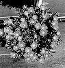 Delosperma%20nubigenum%20%27T1821%27